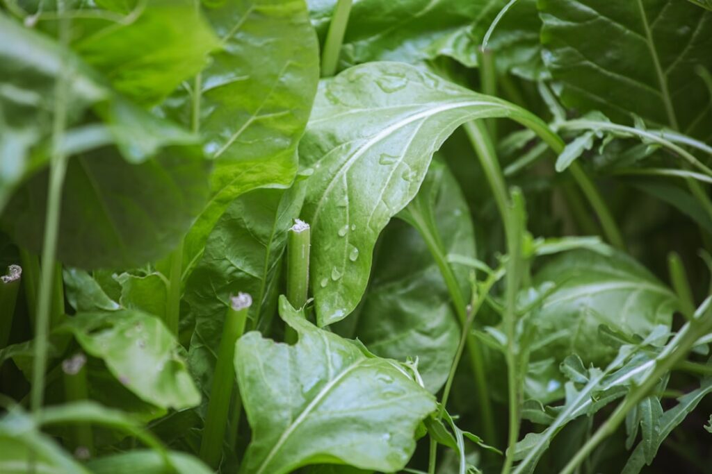 自然光の菜園で育つみずみずしいほうれん草の葉