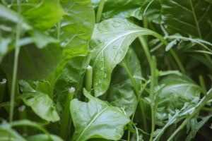 自然光の菜園で育つみずみずしいほうれん草の葉