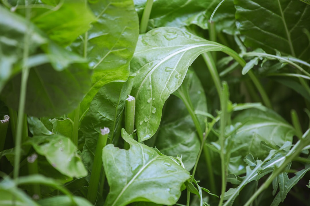 自然光の菜園で育つみずみずしいほうれん草の葉