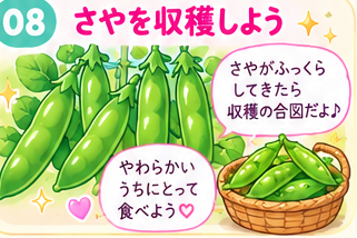 ふくらんだ緑のさやを収穫する図