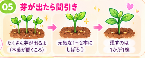 苗が育ったら1か所1株を残す間引きの図