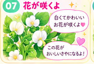 スナップエンドウの白い花が咲く図
